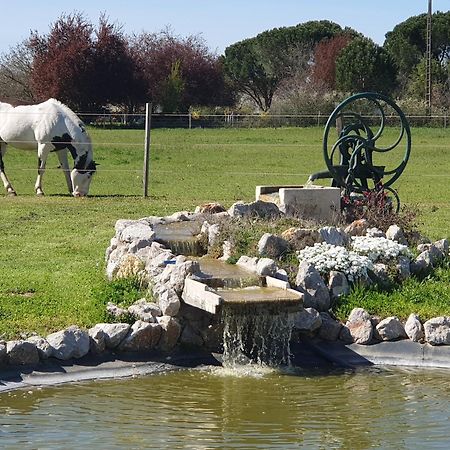 Domaine Christanna Bed and Breakfast Lisle-sur-Tarn Buitenkant foto